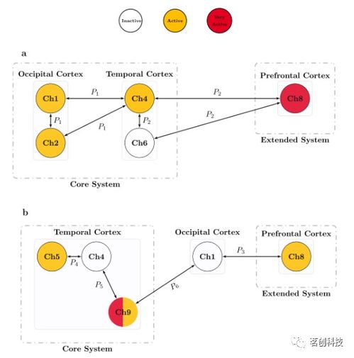 發(fā)展認(rèn)知神經(jīng)科學(xué) 基于可解釋人工智能模型的嬰兒fNIRS數(shù)據(jù)分析與基礎(chǔ)軟件開(kāi)發(fā)
